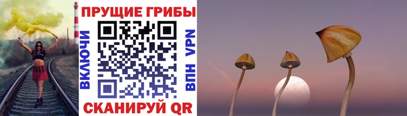 MEGA как зайти  Белокуриха  Галлюциногенные грибы Cubensis 